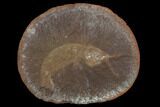 Fossil Shrimp (Tyrannophontes) In Ironstone - Illinois #120892-1
